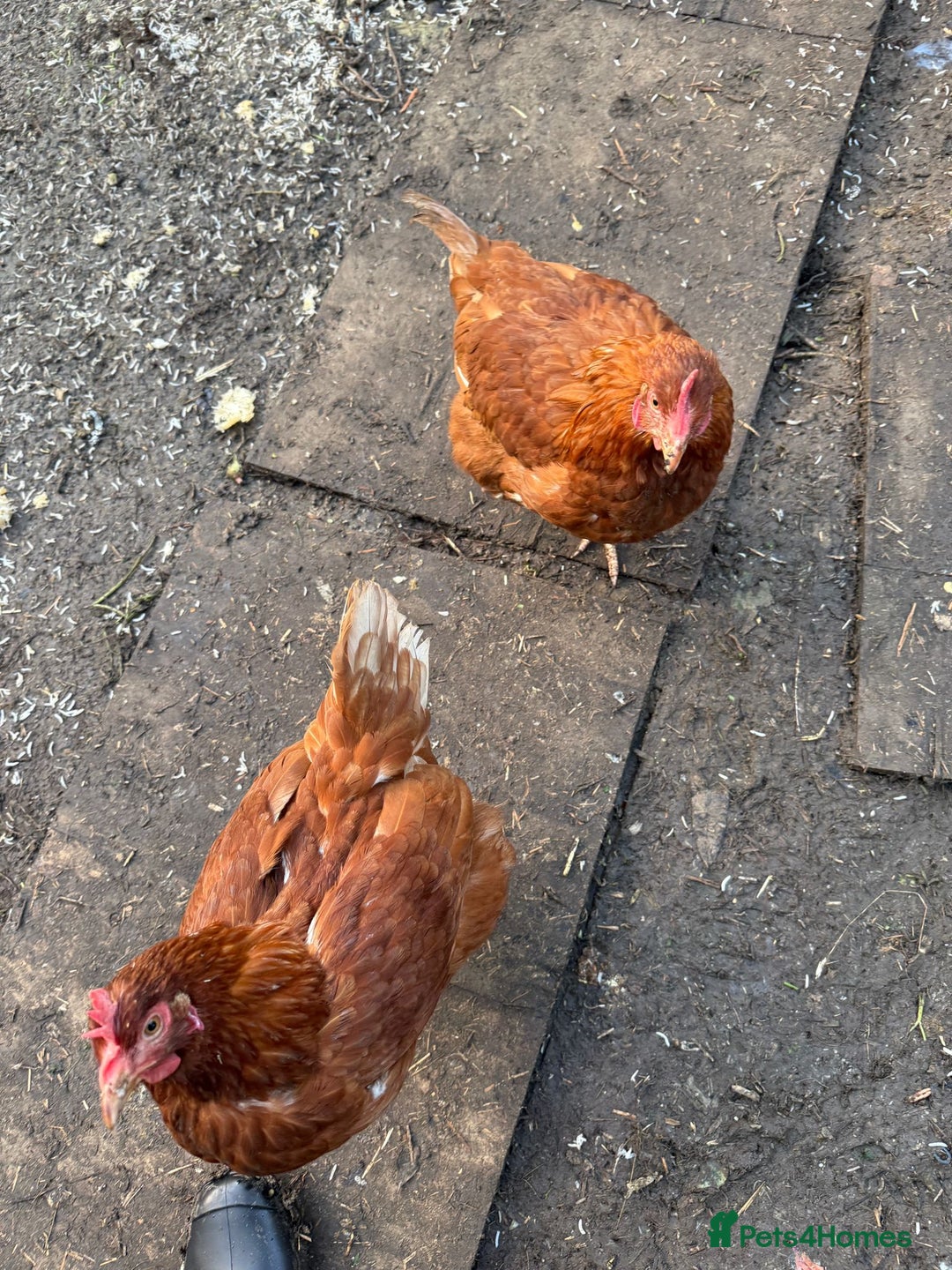 Chickens poultry for sale: 2 lohman brown need to be rehomed  - Advert 7