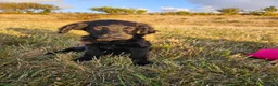 Goldendoodle dogs for sale: Beautiful f1 Goldendoodles  - Advert 5