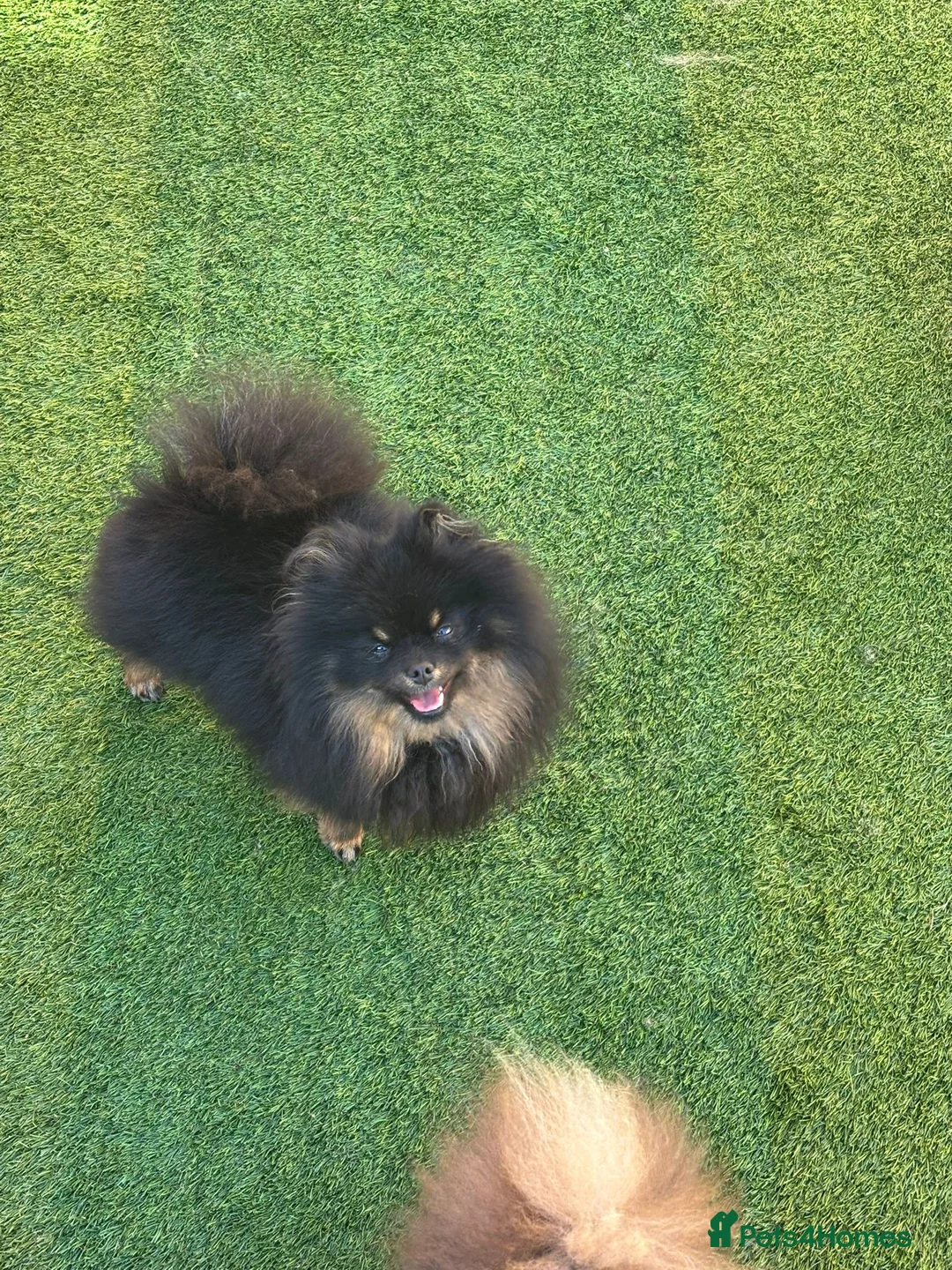 Pomeranian dogs for sale: Mini Black and Tan girl  - Advert 2