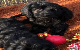 Cockapoo dogs for sale: Beautiful cockapoo f1 puppies - Image 9