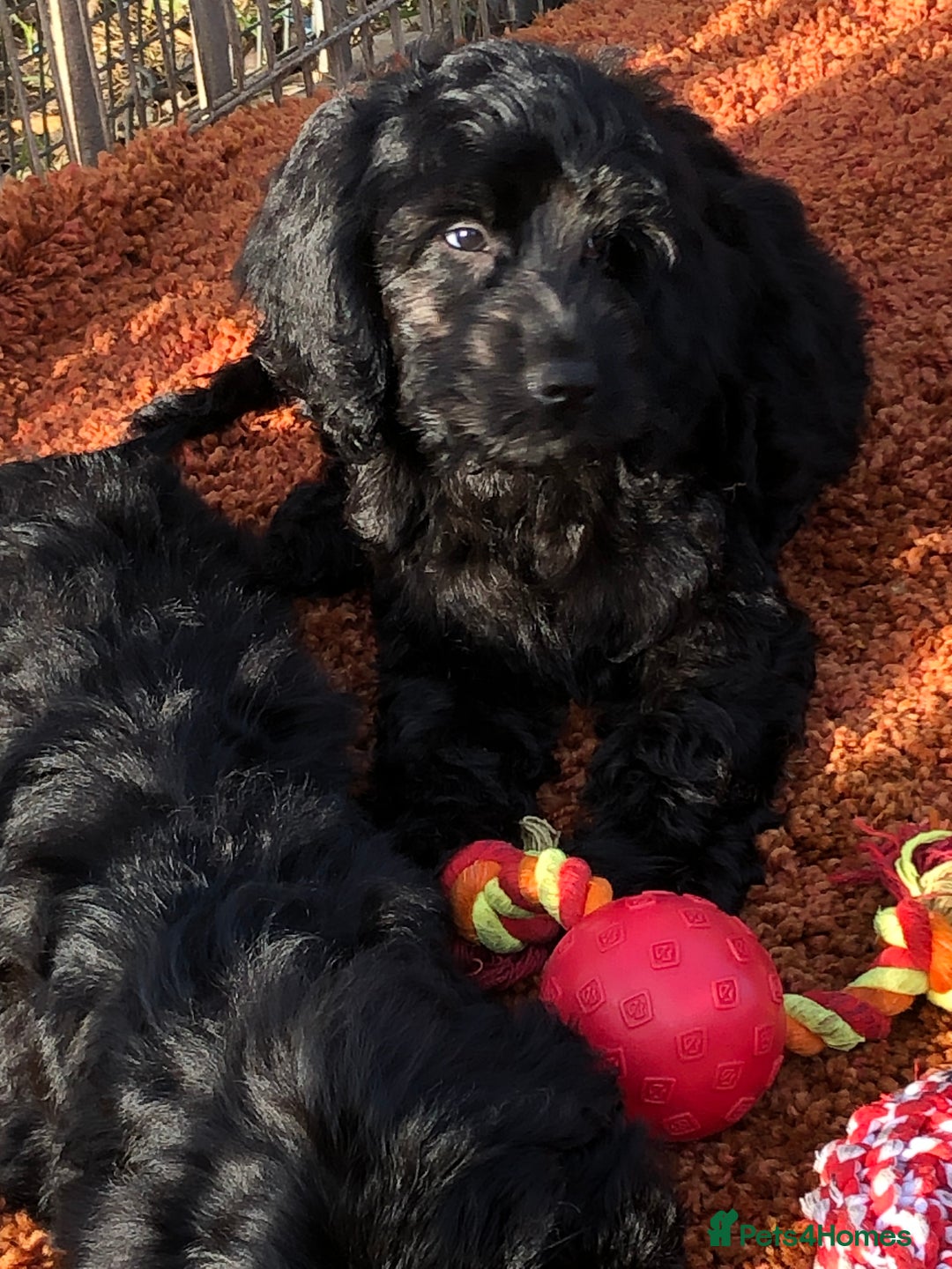 Cockapoo dogs for sale: Beautiful cockapoo f1 puppies - Image 9