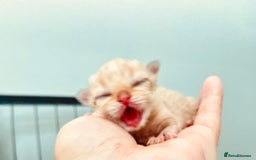 British Longhair cats for sale: 🐾🤩❤️Gold Angels - tiny stars 🐾❤️🐱 - Image 8