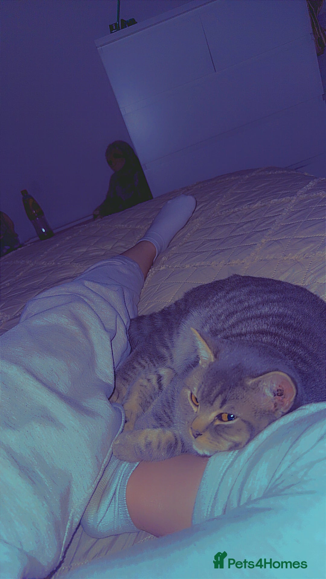 British Shorthair cats for sale: British shorthair boy  - Advert 4