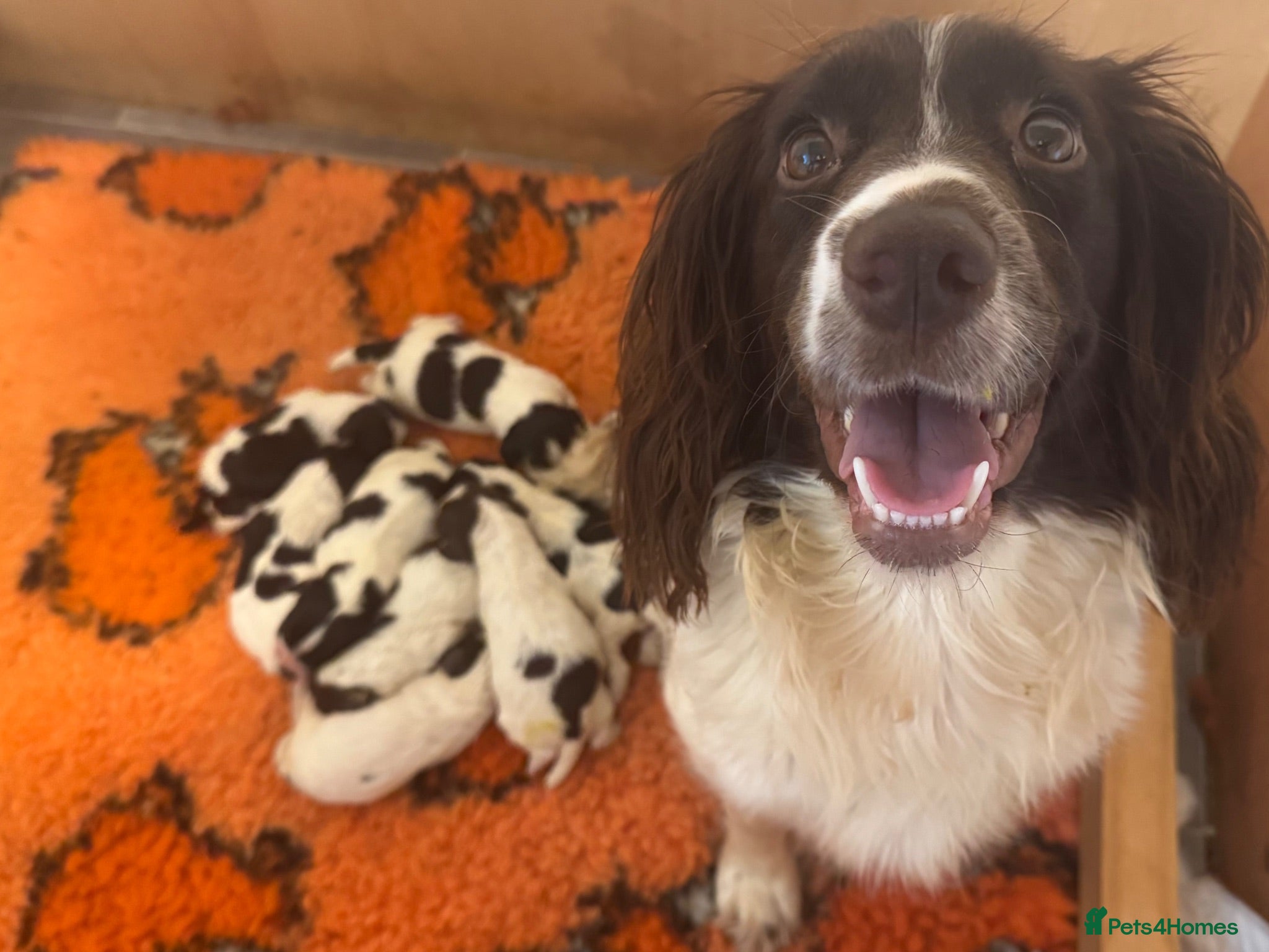 English Springer Spaniel dogs KC REG ENGLISH SPRINGER SPANIELS - Advert 1