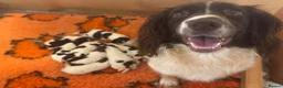 English Springer Spaniel dogs for sale: KC REG ENGLISH SPRINGER SPANIELS - Advert 1