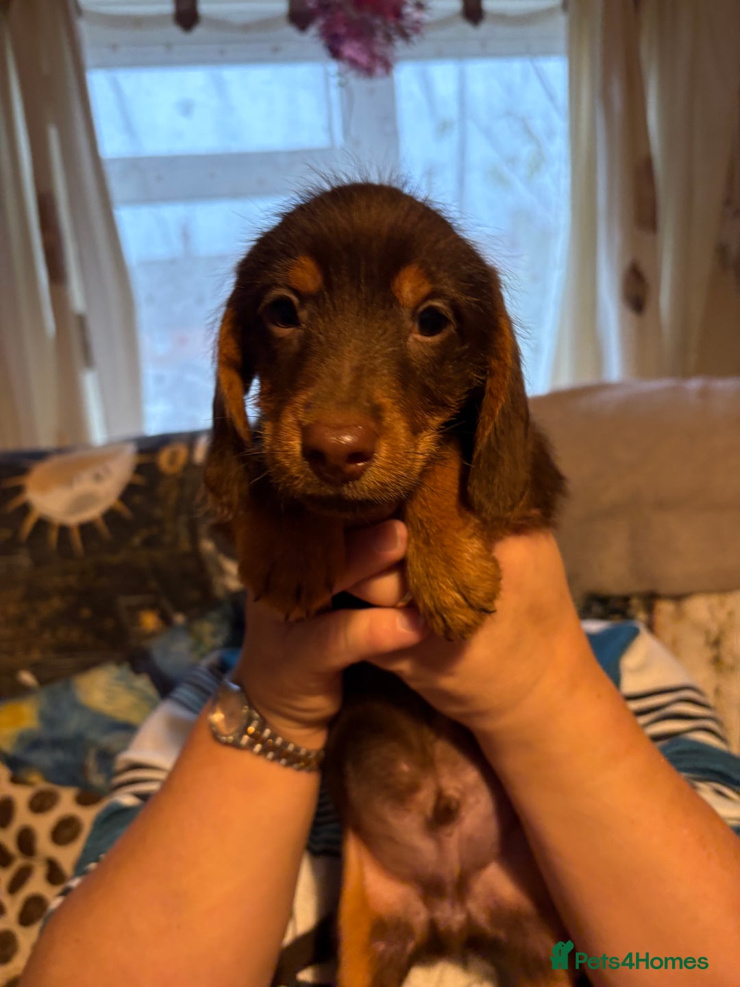 Mixed Breed dogs for sale: Beautiful Dorkie puppies Ready Now!! - Advert 9