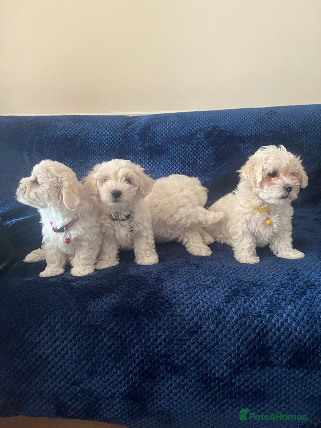 Bichon Frise dogs for sale: 4 adorable bichon puppy’s  - Image 5