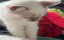 Ragdoll cats for sale: Blue mitted and bicolour ragdolls - Image 30