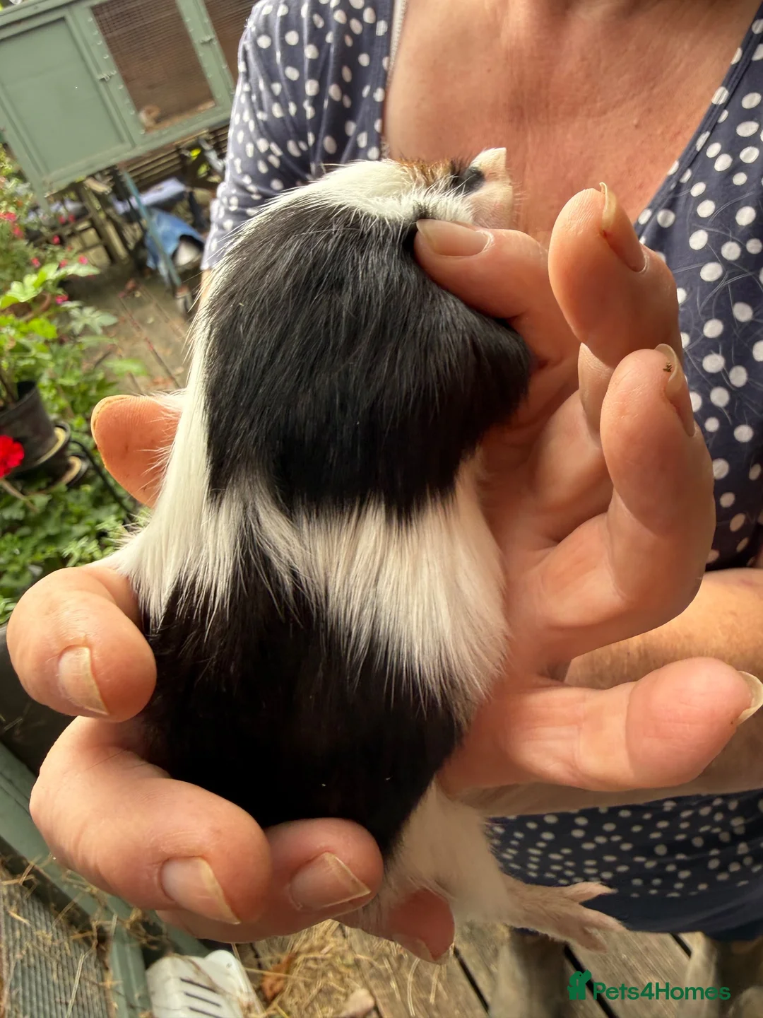 Guinea Pig rodents for sale: 2 x Boy Guinea Pigs - Advert 2