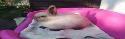Netherland Dwarf rabbits for sale: Pretty Female and Male Netherland Dwarf Babies - Advert 7