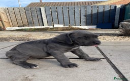 Cane Corso dogs for sale: Cane Corso puppies 9 week old 🫶❤️🫶 - Image 30