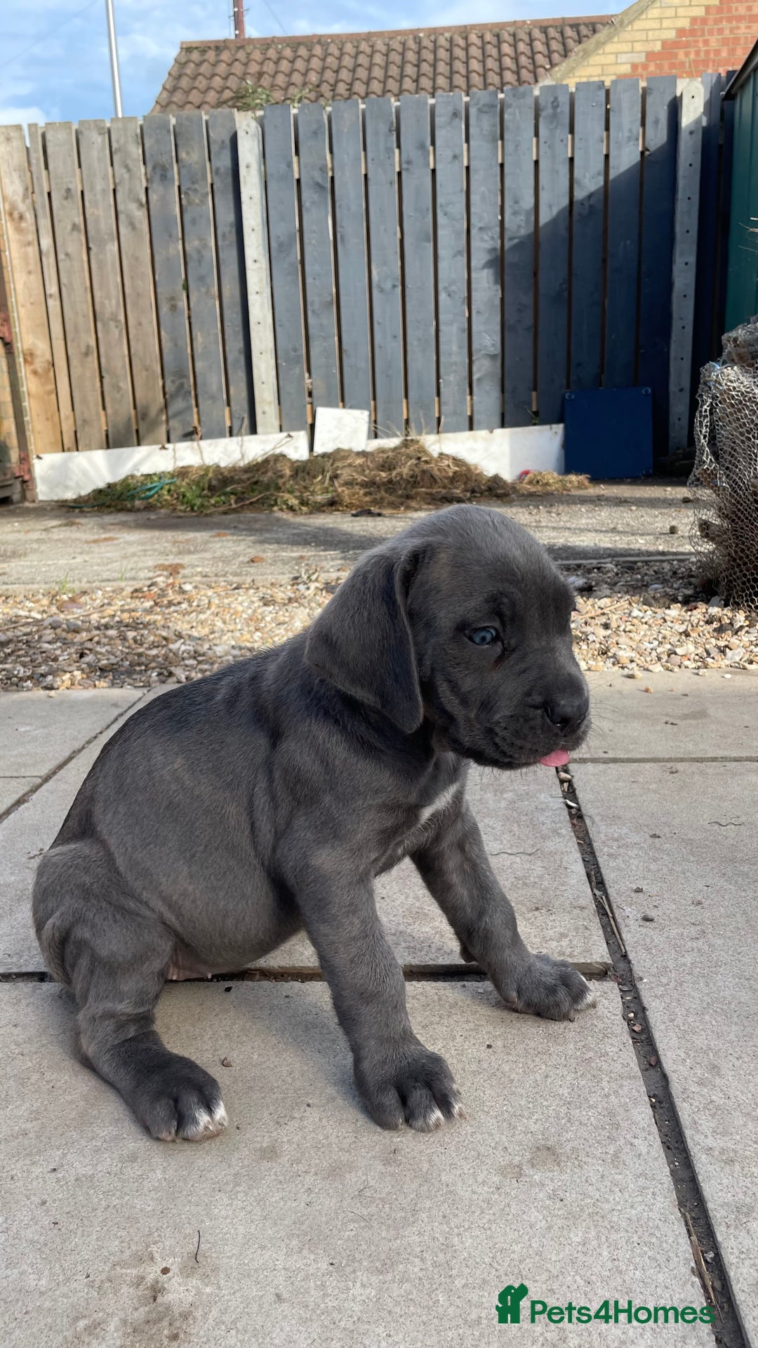 Cane Corso dogs for sale: Cane Corso puppies 9 week old 🫶❤️🫶 - Image 30