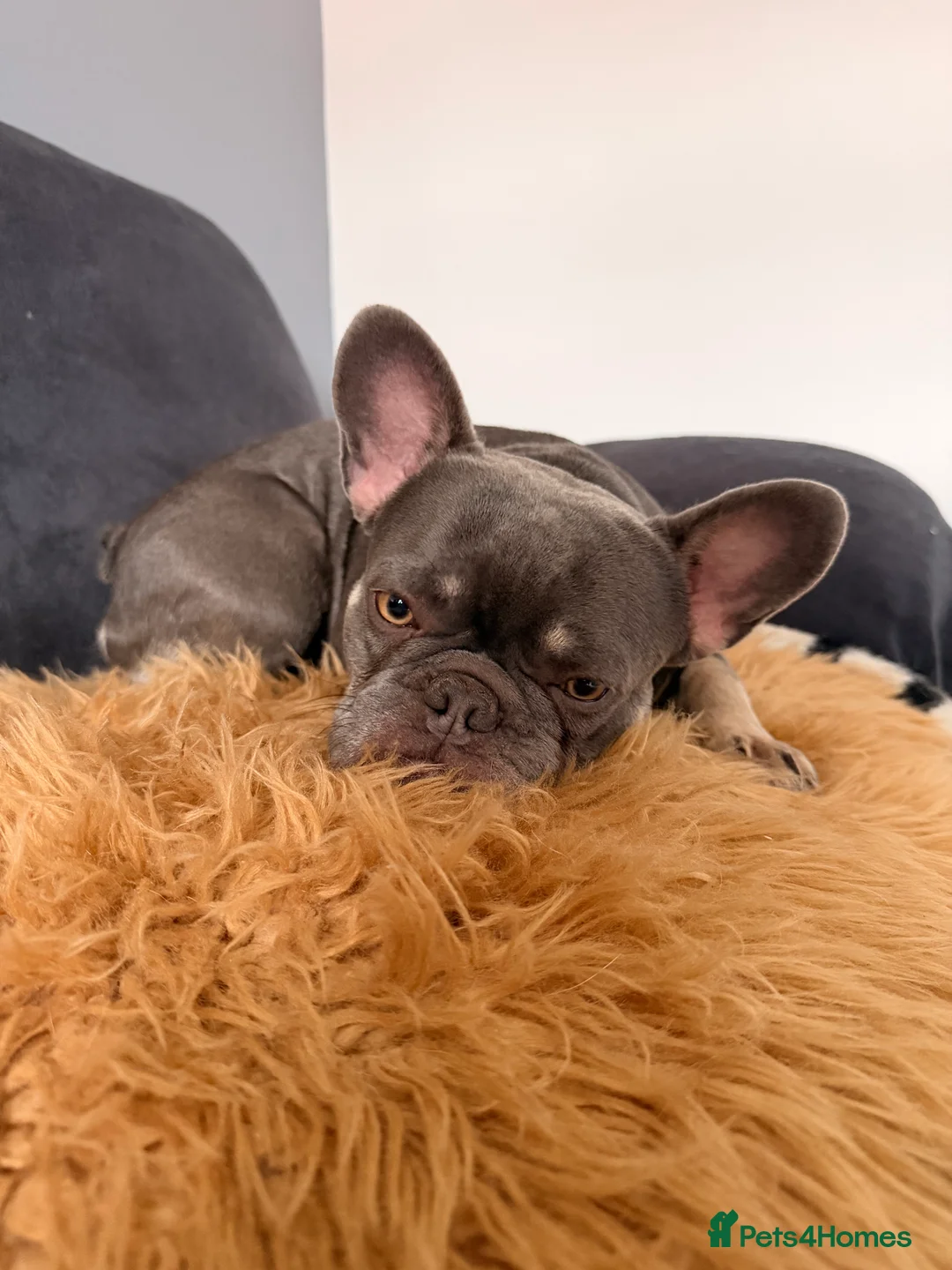 French Bulldog dogs for sale: 5 boys ready for there forever homes😊 - Advert 14