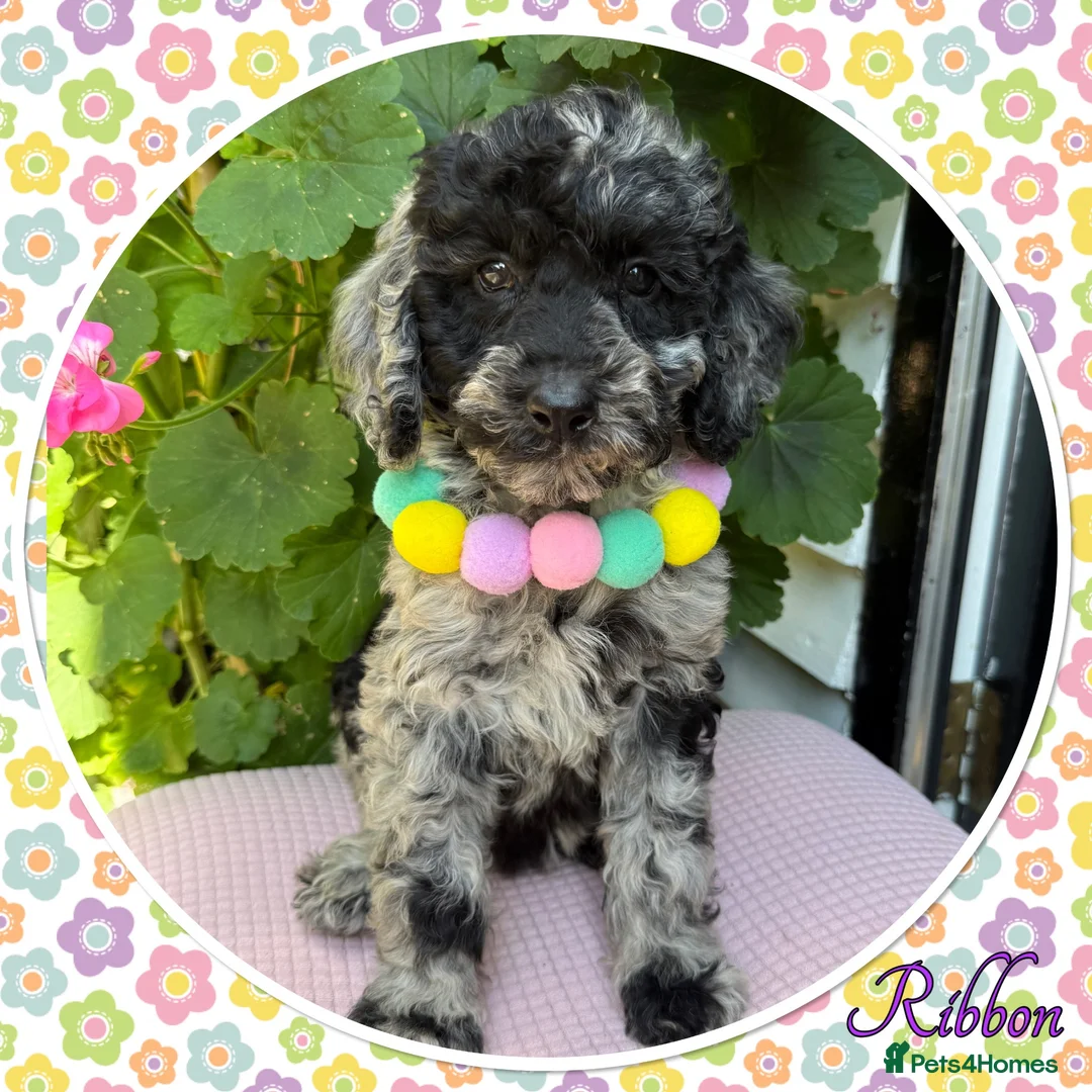 Labradoodle dogs for sale: 💐CAN STAY FOR HOLIDAYS💐RARE OPPORTUNITY💐 - Advert 1