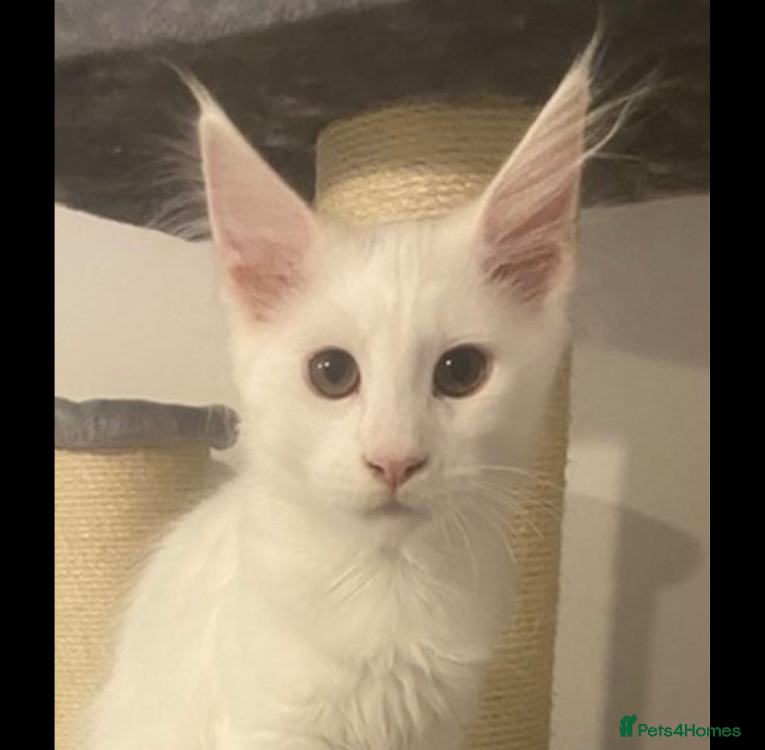 Maine Coon cats One Beautiful White Maine Coons Ready  - Advert 15