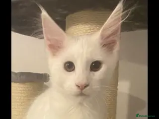 Maine Coon cats One Beautiful White Maine Coons Ready - Advert 15