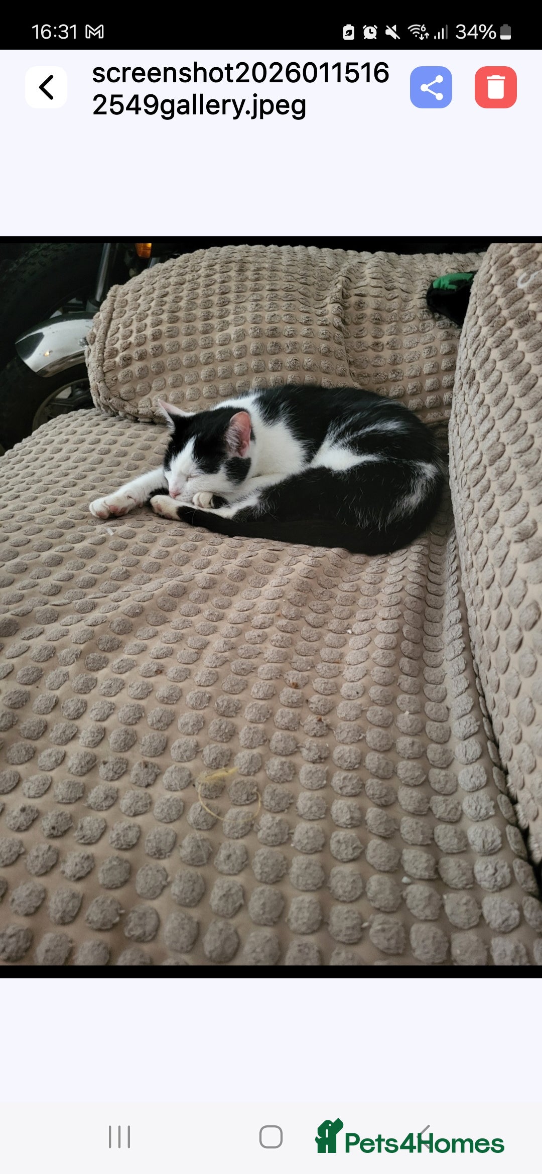 Mixed Breed cats Kittens for sale  - Advert 1