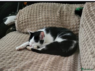 Mixed Breed cats Kittens for sale - Advert 1