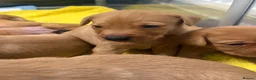 Labrador Retriever dogs for sale: Golden Labradors puppies  - Advert 9