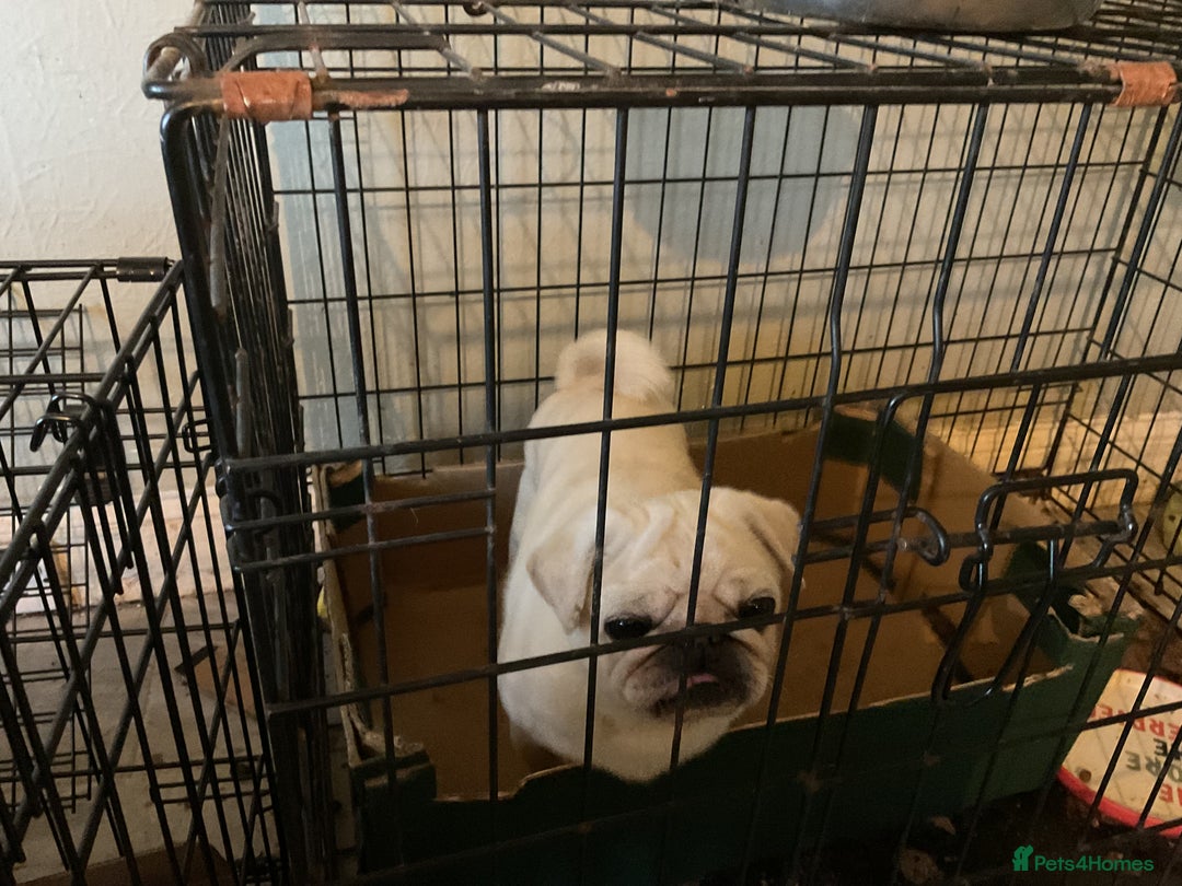 Pug dogs for sale: PUG PUPPIES - Image 9