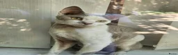 Devon Rex cats for sale: Devon Rex Male Young adult (Kitten) GCCF reg - Advert 2