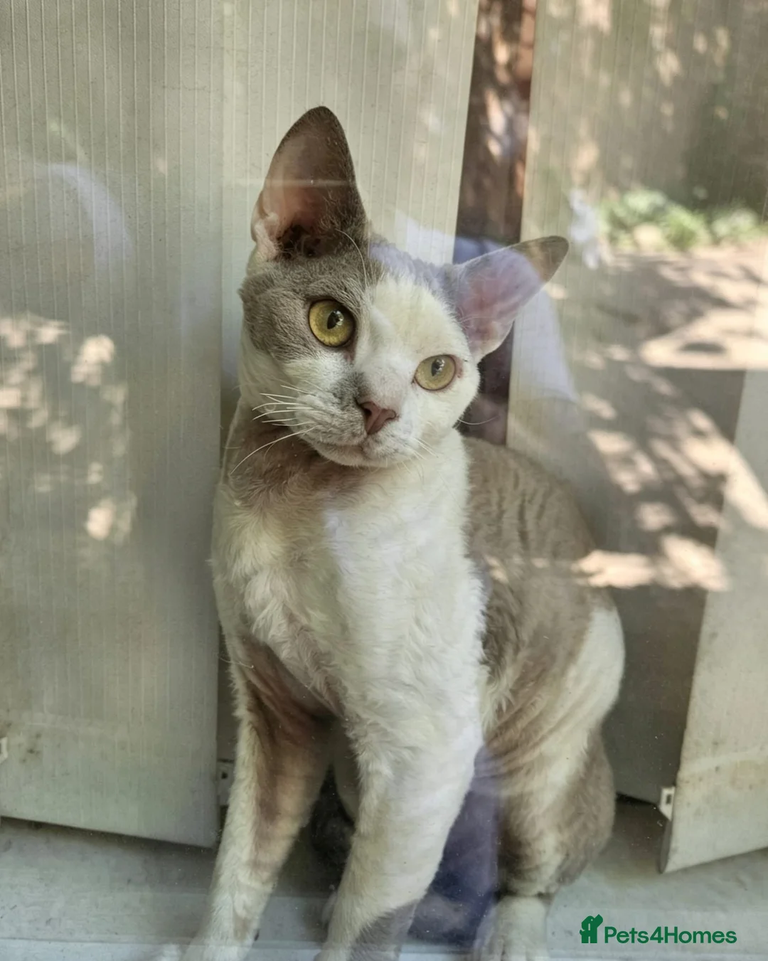 Devon Rex cats for sale: Devon Rex Male Young adult (Kitten) GCCF reg - Advert 2