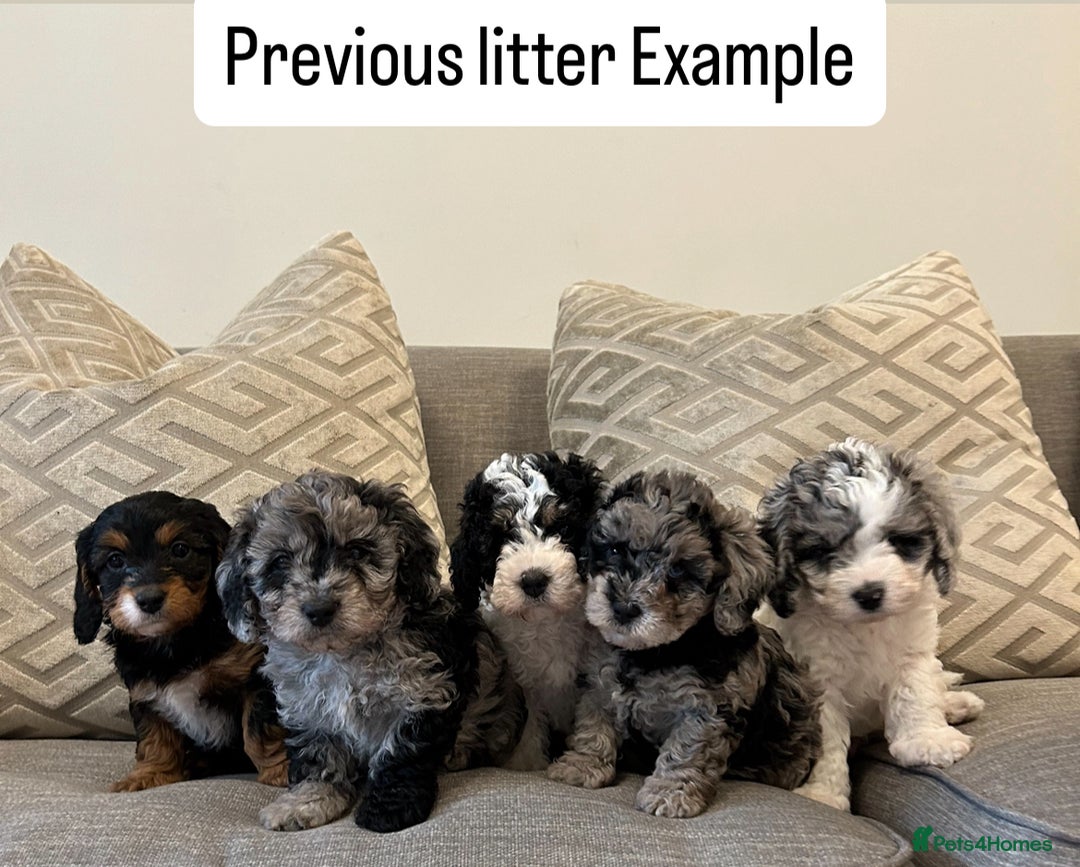 Cavapoo dogs for sale: 💕🐾 Tiny Paws, Big Heart 🐾💕Toy Cavapoo  - Image 13