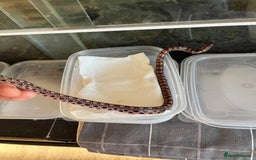 Boa Snake reptiles for sale: Brazilian rainbow boa babies  - Image 13
