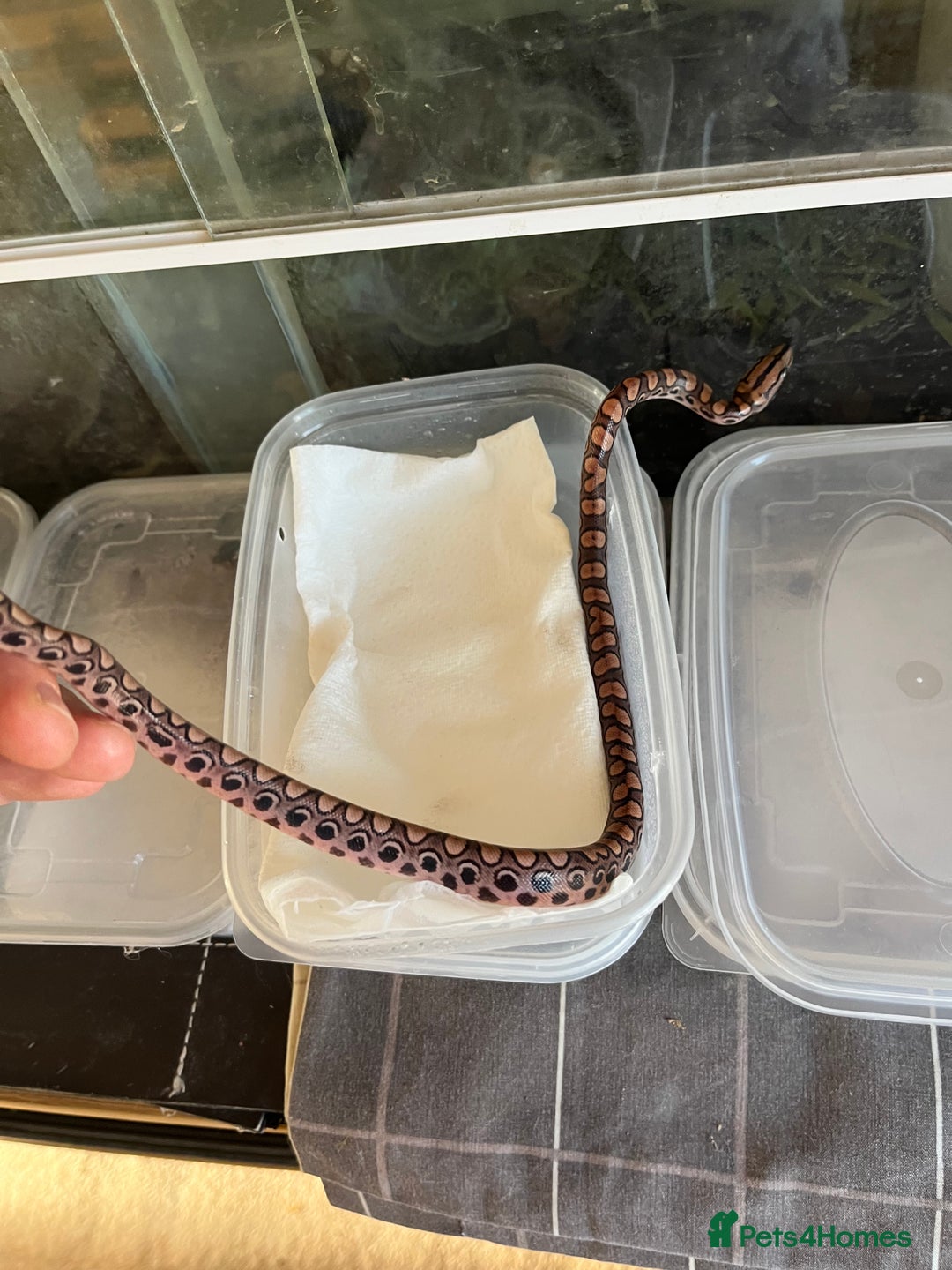 Boa Snake reptiles for sale: Brazilian rainbow boa babies  - Image 13