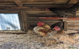 Chickens poultry for sale: Tiny Seramas Bantams,Adults & Youngsters. - Image 23