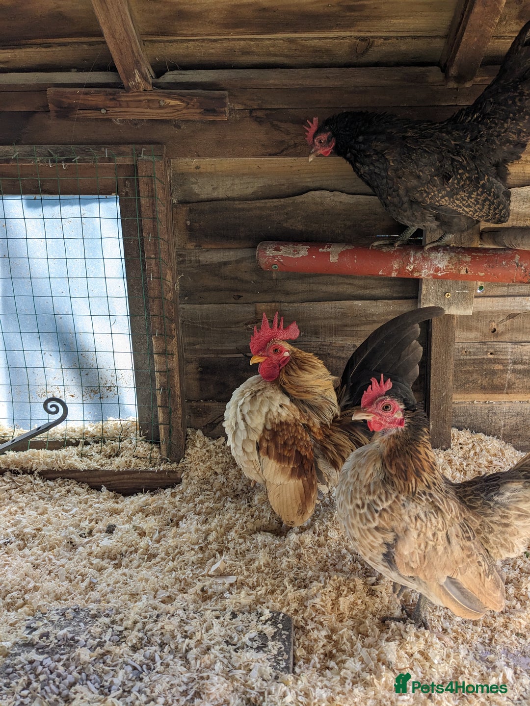 Chickens poultry for sale: Tiny Seramas Bantams,Adults & Youngsters. - Image 23