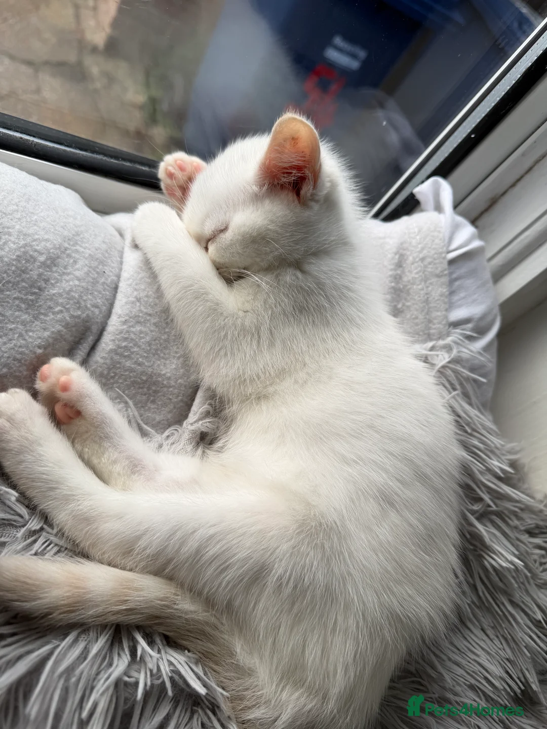 Mixed Breed cats for sale: Ginger Tabby Kitten and White kitten blue eyes  - Advert 2