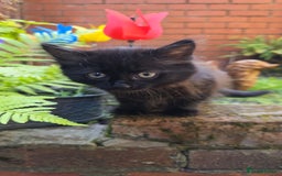 Turkish Angora cats for sale: Turkish Angora Kittens – Playful Boy & Girl - Image 13