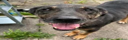 Mixed Breed dogs for adoption: Big Baron 🚨URGENT PLEASE HELP🚨 in Cupar - Advert 3