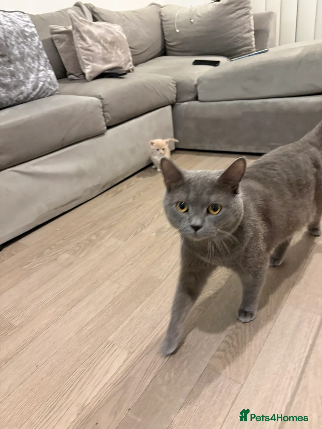 Mixed Breed cats for sale: Small kitten  in London - Advert 9