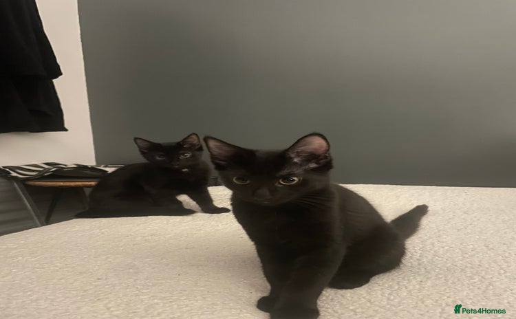 Mixed Breed cats - Advert 13