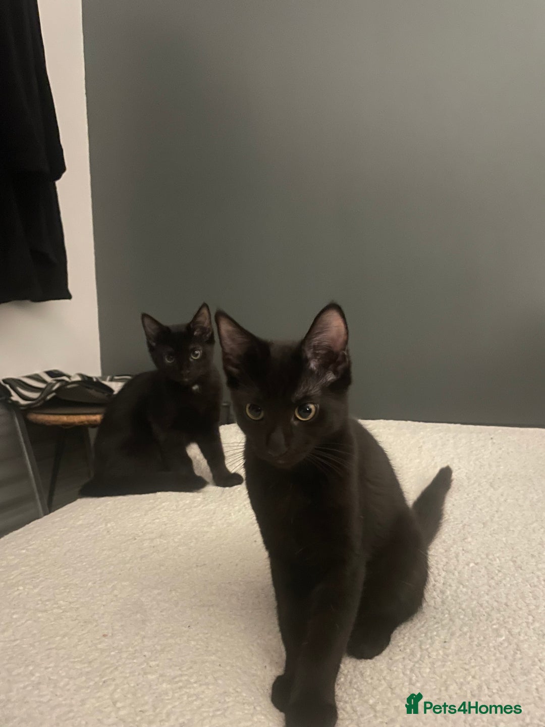 Mixed Breed cats for sale: 2 beautiful kittens available  - Image 1