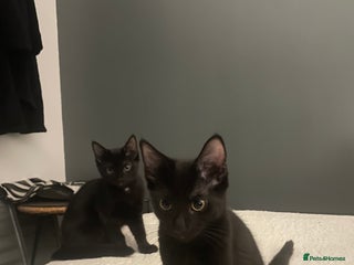 Mixed Breed cats - Advert 14