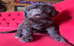 Bernedoodle dogs for sale: Standard Bernedoodle Girls Available  - Image 9