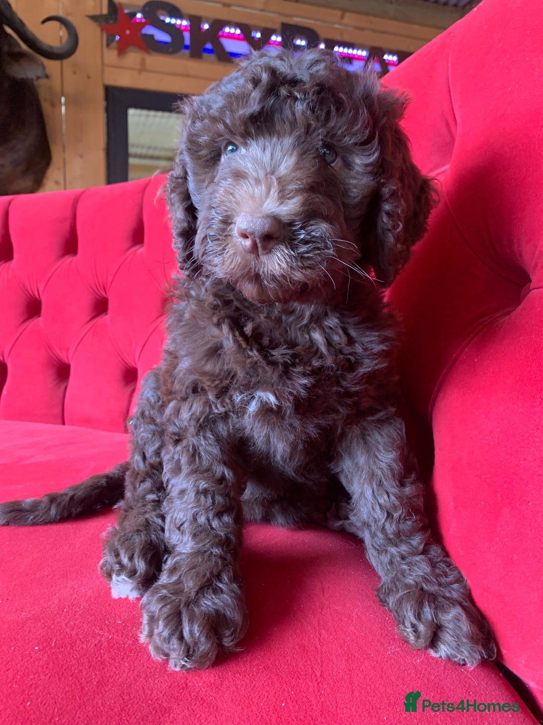 Bernedoodle dogs for sale: Standard Bernedoodle Girls Available  - Image 9
