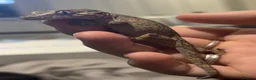 Gecko reptiles for sale: Chahoua Gecko & Gargoyle Gecko - Advert 4