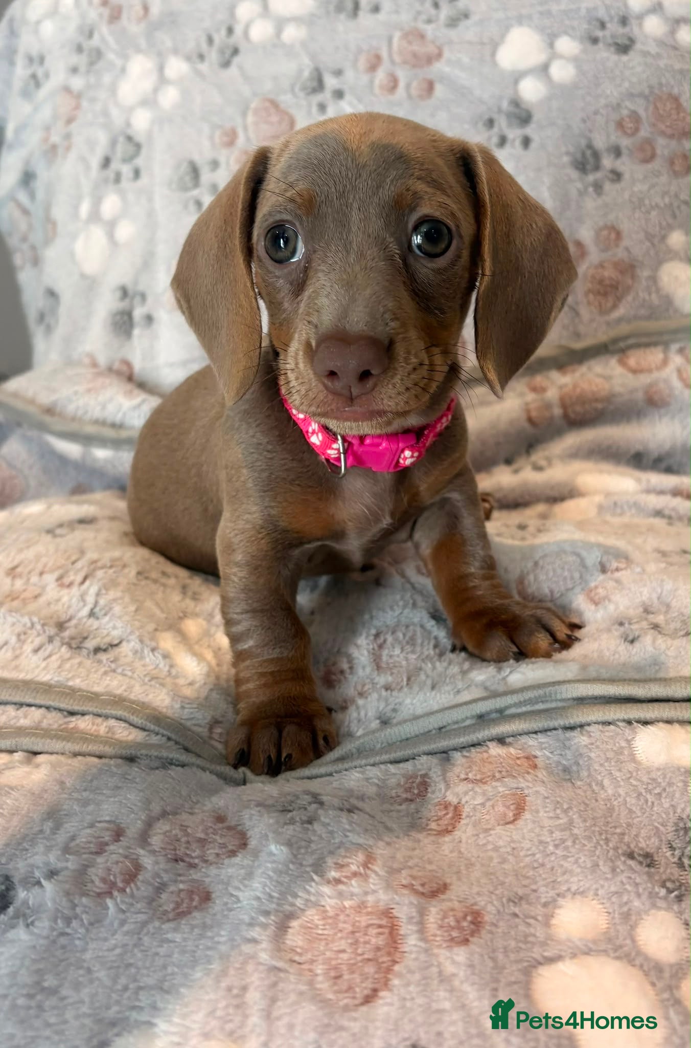 Miniature Dachshund dogs KC MINIATURE DACHSHUNDS  - Advert 1