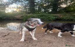 Border Collie dogs for sale: 2 YOUNG BORDER COLLIES / BLUE EYES / MERLE - Image 3