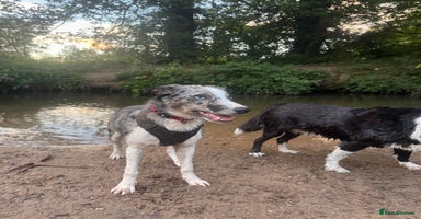 Border Collie dogs - Advert 11