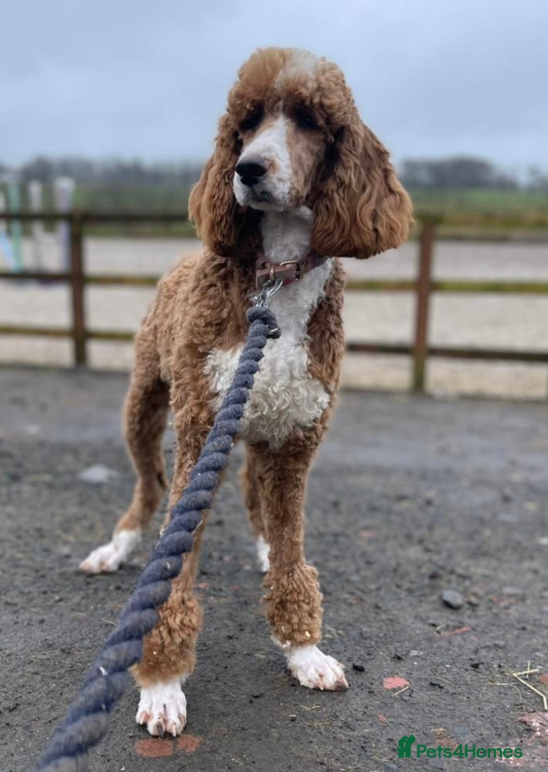 Goldendoodle dogs for sale: STUNNING GOLDEN DOODLES READY NOW - Image 26