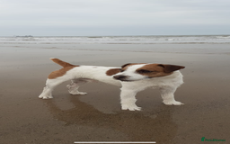 Patterjack dogs for sale: Patterjack pups - Advert 4