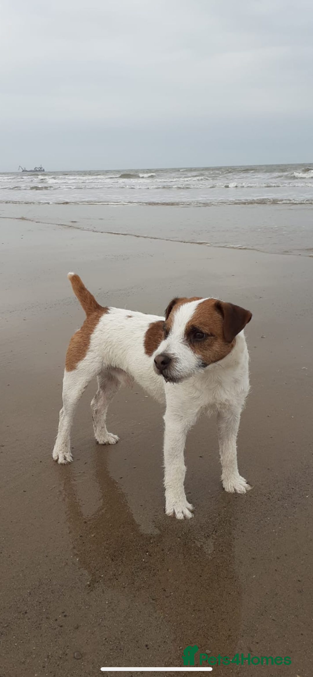 Patterjack dogs for sale: Patterjack pups - Advert 4