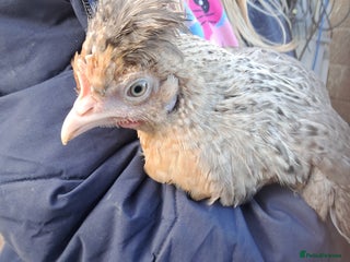 Chickens poultry Cream Legbar Females and Guinea Fowl - Advert 3