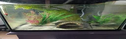 Other/Mixed Breed fish for sale: Beautiful Bellatrix the Axolotl  - Advert 8