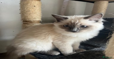 Ragdoll cats - Advert 5
